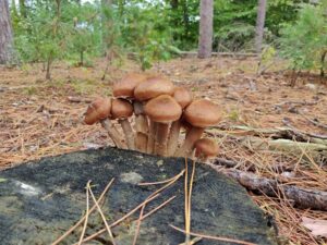 Подробнее о статье А. Быков — О сборе грибов в Онтарио (25.08.25)